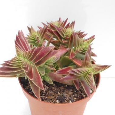 Crassula corymbulosa